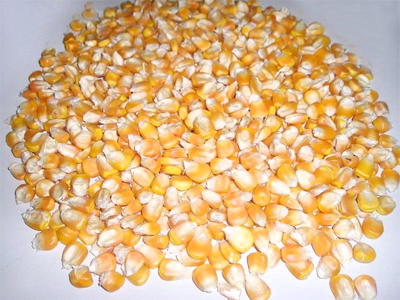 Corn