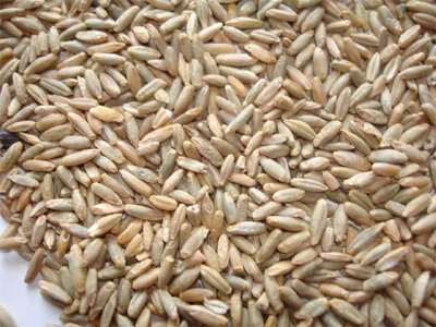 Finger Millet